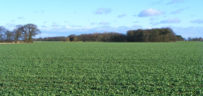 The open, broad, flat landscape of the Vale of York.